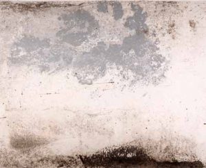 Dajana Radoš, Simbioza II