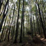 Dario Jurjević, Poželim mir...,