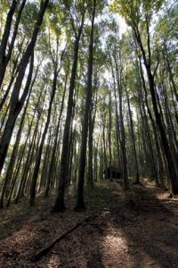 Dario Jurjević, Poželim mir...,