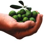 Oleum Olivarum Krasica Buje